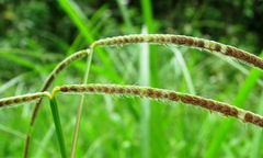 Paspalum conjugatum