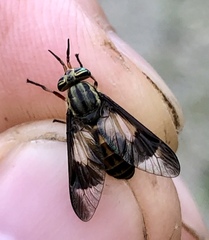 Chrysops montanus