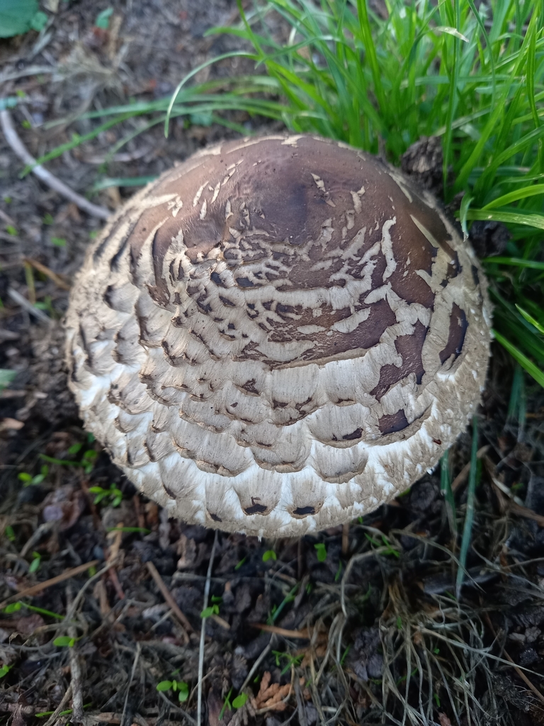 Chlorophyllum brunneum · March 2025 · photo: © amoxiconclav (iNaturalist, cc-by)