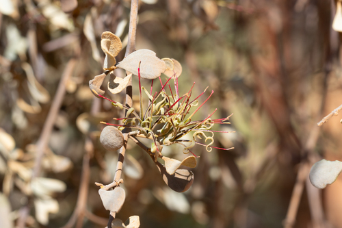Amyema fitzgeraldii (Amyema fitzgeraldii)