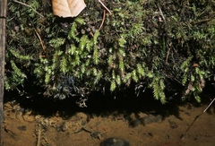 Pohlia longibracteata