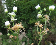 Erigeron philadelphicus