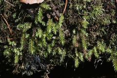 Pohlia longibracteata