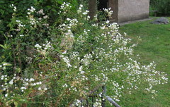 Erigeron philadelphicus