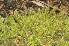 Pohlia longibracteata