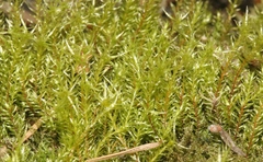 Pohlia longibracteata