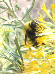 Bombus morrisoni