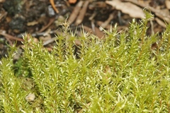 Pohlia longibracteata