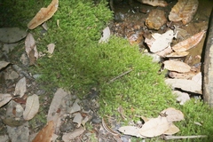 Pohlia longibracteata