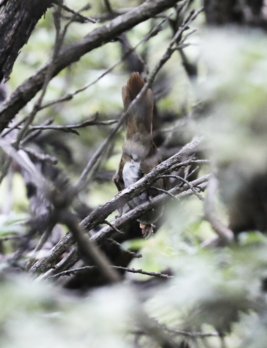 iNaturalist image