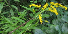 Solidago