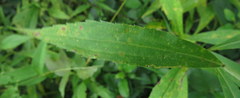 Solidago