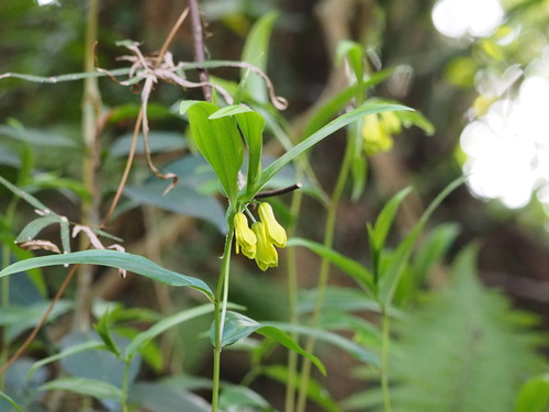 Disporum shimadae (Disporum shimadae)