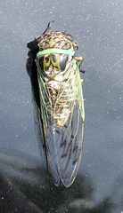 Diceroprocta marevagans