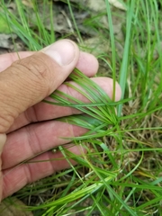 Carex brunnescens sphaerostachya