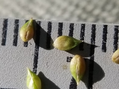 Carex brunnescens sphaerostachya