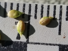 Carex brunnescens sphaerostachya