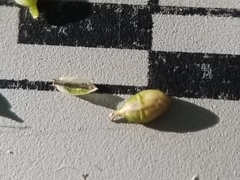 Carex brunnescens sphaerostachya