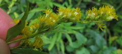 Solidago