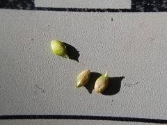 Carex brunnescens sphaerostachya