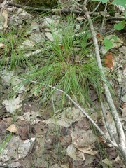 Carex brunnescens sphaerostachya