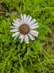 Erigeron glacialis glacialis