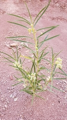 Asclepias labriformis