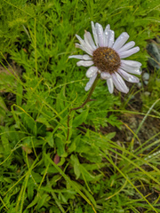 Erigeron glacialis glacialis