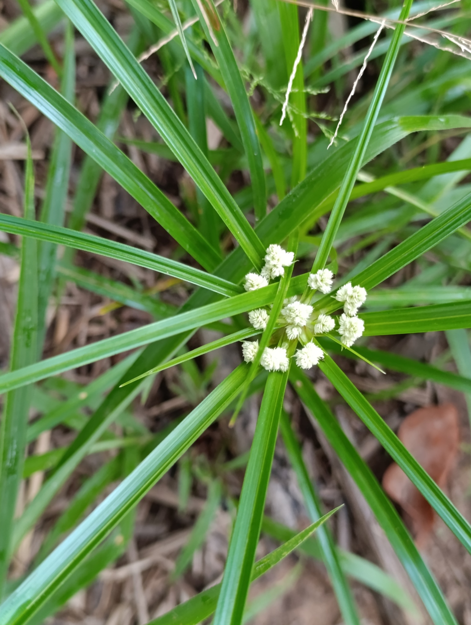 Cyperus luzulae
