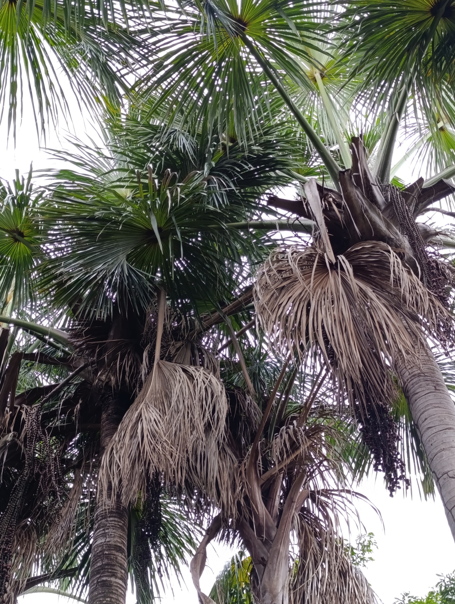 Mauritia flexuosa