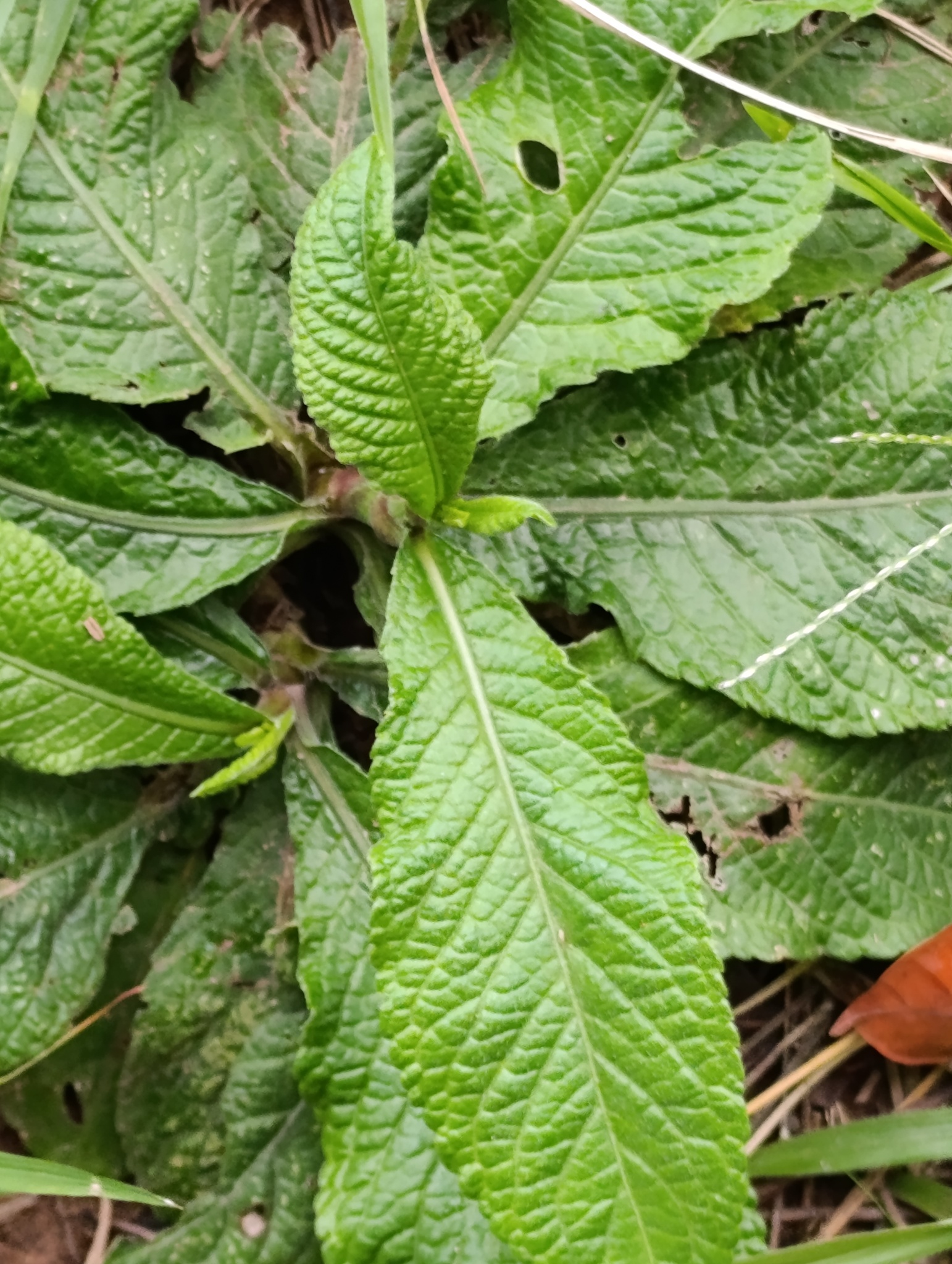 Elephantopus mollis