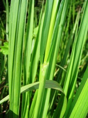 Paspalum virgatum