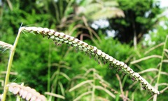 Paspalum virgatum