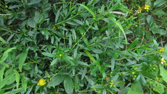 Hypericum prolificum