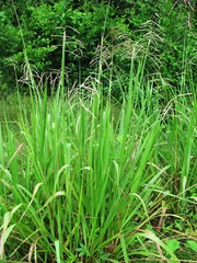 Paspalum virgatum
