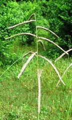 Paspalum virgatum