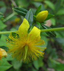 Hypericum prolificum