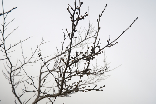 Image of Parrotia subaequalis by (c) 王天, some rights reserved (CC BY)