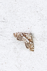 Neocataclysta magnificalis