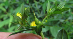 Hypericum prolificum