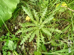 Cirsium acaule esculentum