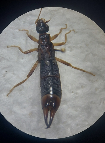 Shore Earwig