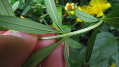 Hypericum prolificum