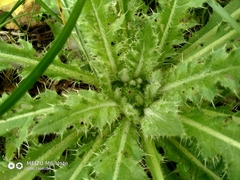 Cirsium acaule esculentum