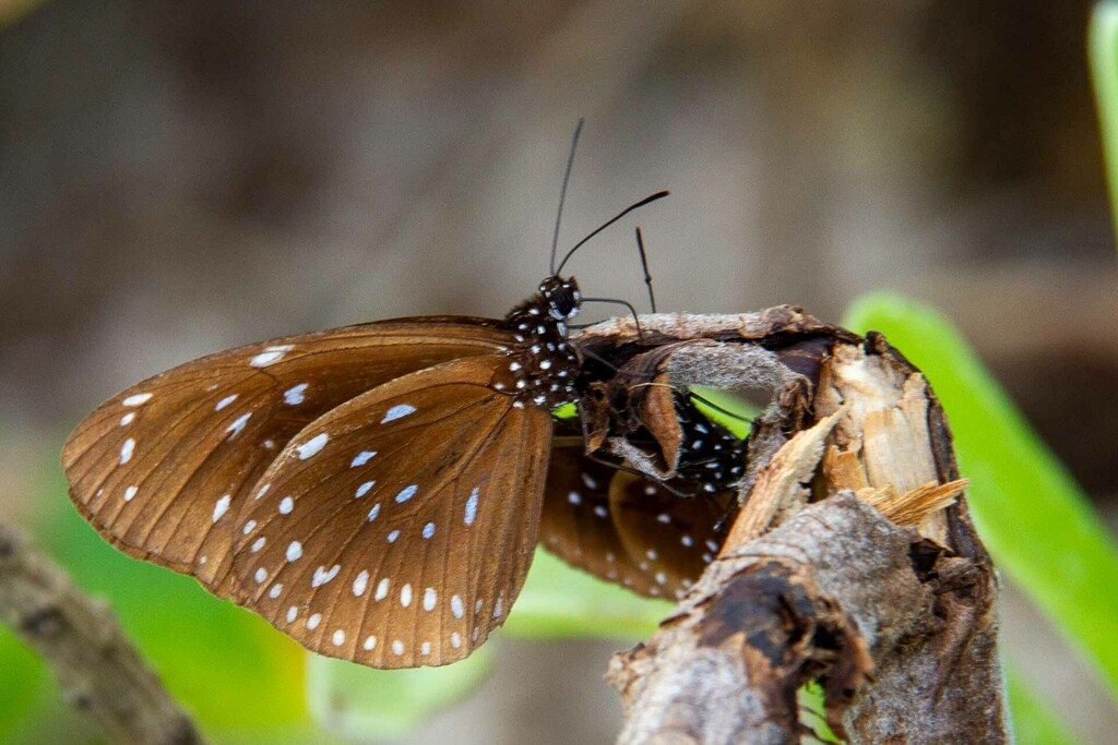 Euploea helcita