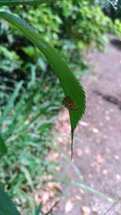 Paracymoriza cataclystalis