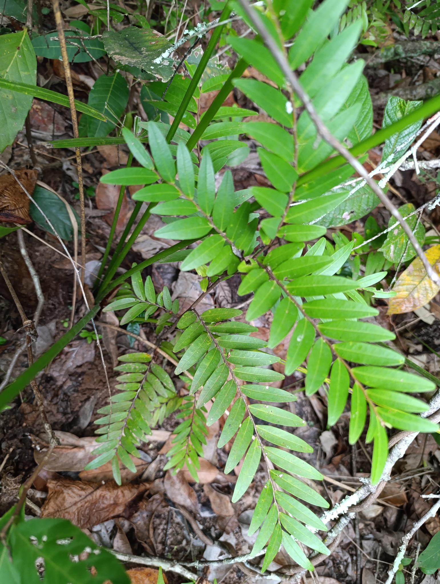 Xylopia emarginata