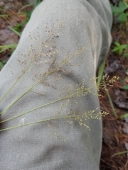 Dichanthelium spretum