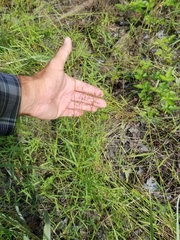 Dichanthelium spretum