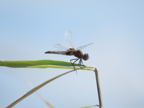 Marl Pennant photographed in Maryland